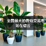 全国最大的香菇交易市场在缙云(图3) 全国最大的香菇交易市场在缙云(图3)
