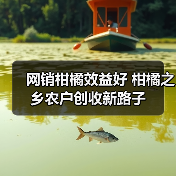 网销柑橘效益好 柑橘之乡农户创收新路子(图3) 网销柑橘效益好 柑橘之乡农户创收新路子(图3)