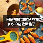 网销柑橘效益好 柑橘之乡农户创收新路子(图2) 网销柑橘效益好 柑橘之乡农户创收新路子(图2)