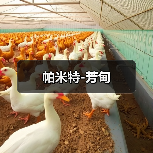 帕米特-芳甸(图4) 帕米特-芳甸(图4)