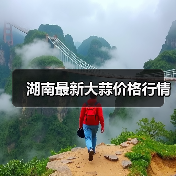湖南最新大蒜价格行情(图3) 湖南最新大蒜价格行情(图3)