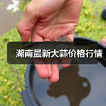 湖南最新大蒜价格行情(图2) 湖南最新大蒜价格行情(图2)