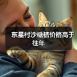 东星村沙糖桔价格高于往年(图4) 东星村沙糖桔价格高于往年(图4)