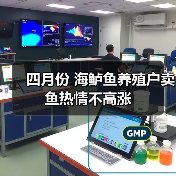 海鲈鱼市场价格波动与养殖户惜售现象分析-绿源新宇生物有机肥官
