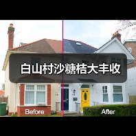 白山村沙糖桔大丰收(图2) 白山村沙糖桔大丰收(图2)