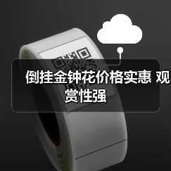 倒挂金钟花价格实惠 观赏性强(图2) 倒挂金钟花价格实惠 观赏性强(图2)