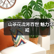 山茶花流芳百世 魅力不减(图2) 山茶花流芳百世 魅力不减(图2)