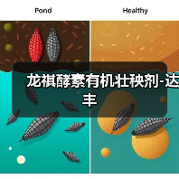 龙祺酵素有机壮秧剂-达丰(图3) 龙祺酵素有机壮秧剂-达丰(图3)