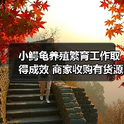小鳄龟养殖技术与市场需求分析-绿源新宇生物有机肥官网 小鳄龟养殖技术与市场需求分析-绿源新宇生物有机肥官网