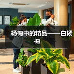 白杨梅:稀有珍果,药用价值出众-绿源新宇生物有机肥官网 白杨梅:稀有珍果,药用价值出众-绿源新宇生物有机肥官网