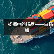 杨梅中的精品——白杨梅(图3) 杨梅中的精品——白杨梅(图3)