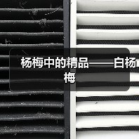 杨梅中的精品——白杨梅(图4) 杨梅中的精品——白杨梅(图4)