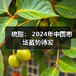 硫酸: 2024年中国市场蓄势待发(图3) 硫酸: 2024年中国市场蓄势待发(图3)
