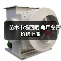 苗木市场回暖 龟甲冬青价格上涨(图4) 苗木市场回暖 龟甲冬青价格上涨(图4)