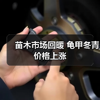 苗木市场回暖 龟甲冬青价格上涨(图2) 苗木市场回暖 龟甲冬青价格上涨(图2)