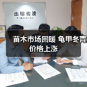 苗木市场回暖 龟甲冬青价格上涨(图3) 苗木市场回暖 龟甲冬青价格上涨(图3)