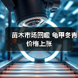 苗木市场回暖 龟甲冬青价格上涨 苗木市场回暖 龟甲冬青价格上涨