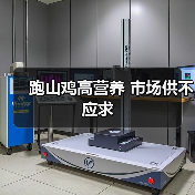跑山鸡高营养 市场供不应求(图3) 跑山鸡高营养 市场供不应求(图3)