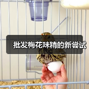批发梅花味精的新尝试 批发梅花味精的新尝试