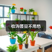收购芸豆不用愁(图4) 收购芸豆不用愁(图4)