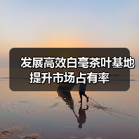 发展高效白毫茶叶基地 提升市场占有率(图4) 发展高效白毫茶叶基地 提升市场占有率(图4)