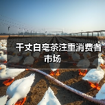 千丈白毫茶注重消费者市场(图1) 千丈白毫茶注重消费者市场(图1)