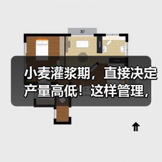 小麦灌浆期,直接决定产量高低!这样管理,籽粒饱满产量高!(图1) 小麦灌浆期,直接决定产量高低!这样管理,籽粒饱满产量高!(图1)