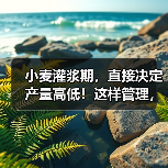 小麦灌浆期,直接决定产量高低!这样管理,籽粒饱满产量高!(图3) 小麦灌浆期,直接决定产量高低!这样管理,籽粒饱满产量高!(图3)