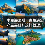 小麦灌浆期,直接决定产量高低!这样管理,籽粒饱满产量高!(图2) 小麦灌浆期,直接决定产量高低!这样管理,籽粒饱满产量高!(图2)