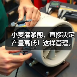 小麦灌浆期,直接决定产量高低!这样管理,籽粒饱满产量高!(图4) 小麦灌浆期,直接决定产量高低!这样管理,籽粒饱满产量高!(图4)