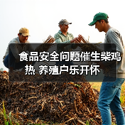 食品安全问题催生柴鸡热 养殖户乐开怀 食品安全问题催生柴鸡热 养殖户乐开怀