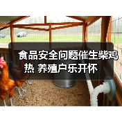 食品安全问题催生柴鸡热 养殖户乐开怀(图3) 食品安全问题催生柴鸡热 养殖户乐开怀(图3)