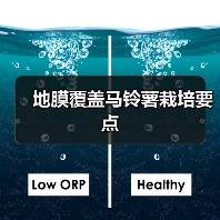 地膜覆盖马铃薯栽培要点(图4) 地膜覆盖马铃薯栽培要点(图4)