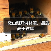 微山湖开湖补蟹,品质高于往年 微山湖开湖补蟹,品质高于往年