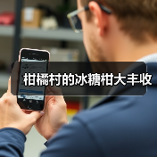柑橘村的冰糖柑大丰收（图4）