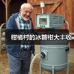 柑橘村的冰糖柑大丰收（图3）