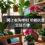 网上收购椪柑 价格优惠交易方便（图3）