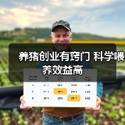 养猪创业有窍门 科学喂养效益高（图3）
