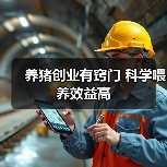 养猪创业有窍门 科学喂养效益高（图1）