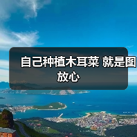 自己种植木耳菜 就是图放心（图4）