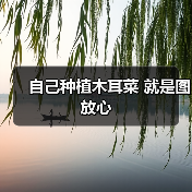 自己种植木耳菜 就是图放心（图3）