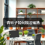 青柿子如何脱涩催熟（图3）