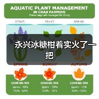 永兴冰糖柑着实火了一把(图2) 永兴冰糖柑着实火了一把(图2)