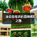 凌云白毫茶的品牌崛起之路(图4) 凌云白毫茶的品牌崛起之路(图4)