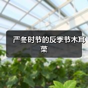 严冬时节的反季节木耳菜(图2) 严冬时节的反季节木耳菜(图2)