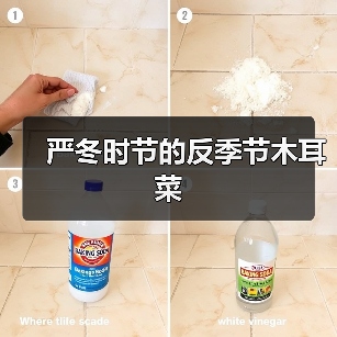 严冬时节的反季节木耳菜(图3) 严冬时节的反季节木耳菜(图3)