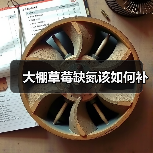 大棚草莓缺氮该如何补(图3) 大棚草莓缺氮该如何补(图3)