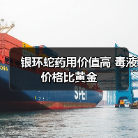 银环蛇药用价值高 毒液价格比黄金(图1) 银环蛇药用价值高 毒液价格比黄金(图1)