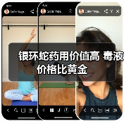 银环蛇药用价值高 毒液价格比黄金(图2) 银环蛇药用价值高 毒液价格比黄金(图2)