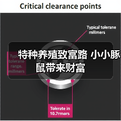 特种养殖致富路 小小豚鼠带来财富(图1) 特种养殖致富路 小小豚鼠带来财富(图1)